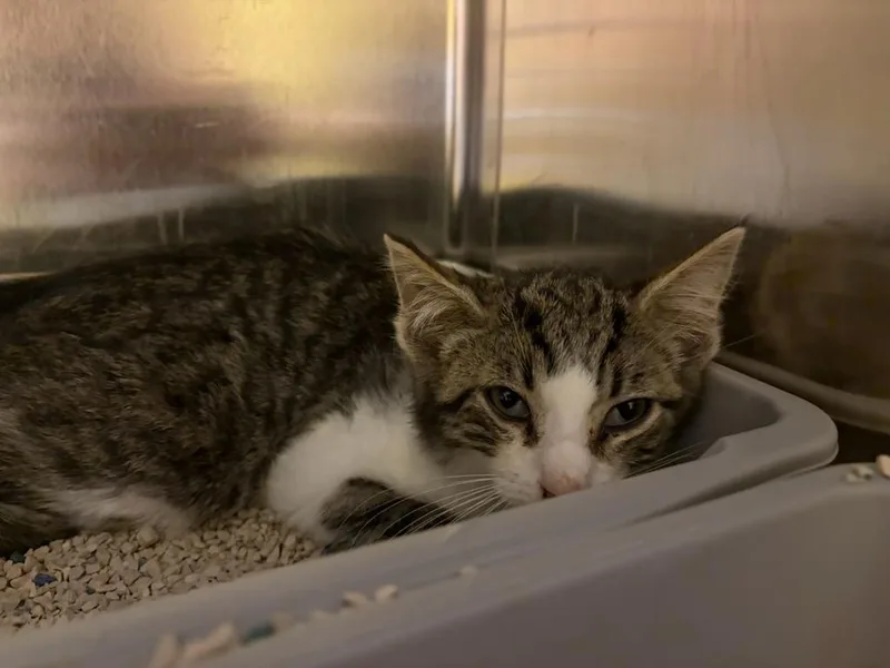 A baby small-sized male Domestic Short Hair cat named Chaud for adoption in Santa Cruz, CA