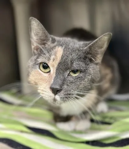 An adult small-sized female Domestic Short Hair cat named Quinn for adoption in Athens, GA