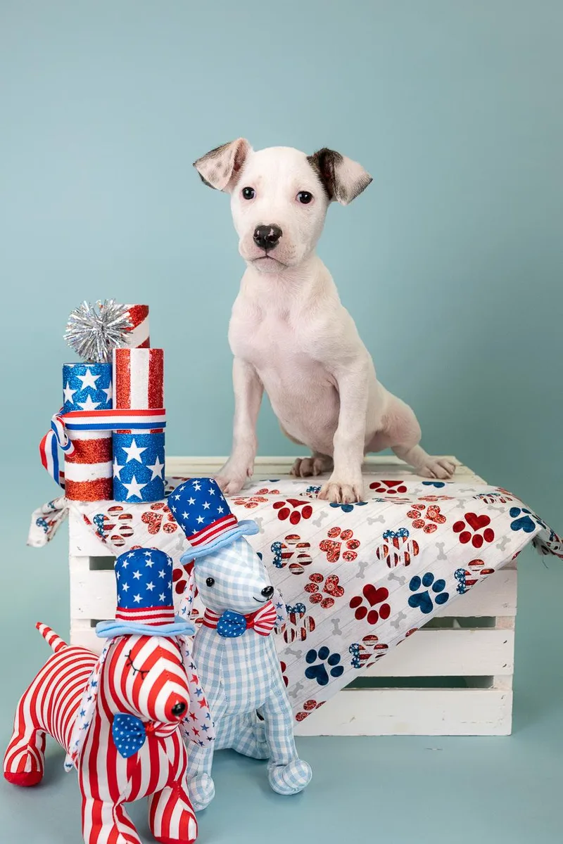 A baby medium-sized male Pit Bull Terrier dog named 542-26 for adoption in Brighton, CO