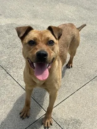 A young large-sized female Labrador Retriever dog named Jenny for adoption in Westland, MI
