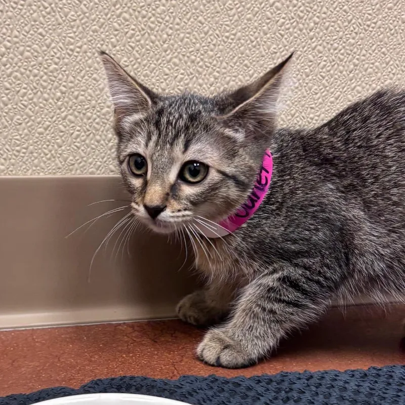 A baby small-sized female Brown / Chocolate Domestic Short Hair cat named Janet Pomegranate for adoption in Santa Barbara, CA