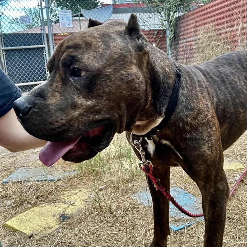 An adult medium-sized male Brown / Chocolate Pit Bull Terrier dog named John Cena for adoption in Austin, TX