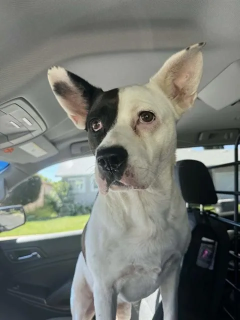 An adult large-sized female Pit Bull Terrier dog named Cinna for adoption in Fairfield, CA