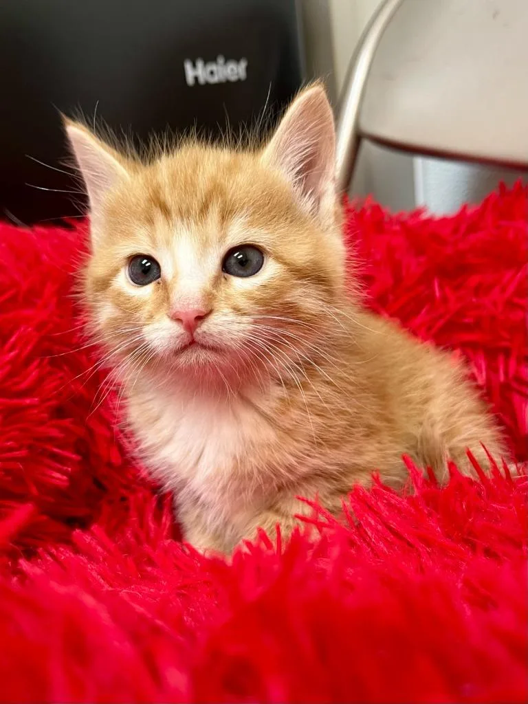 A baby small-sized female Domestic Short Hair cat named Zarina for adoption in Clinton, SC