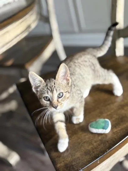 A baby small-sized male Domestic Short Hair cat named Spotty $ for adoption in Seneca, SC