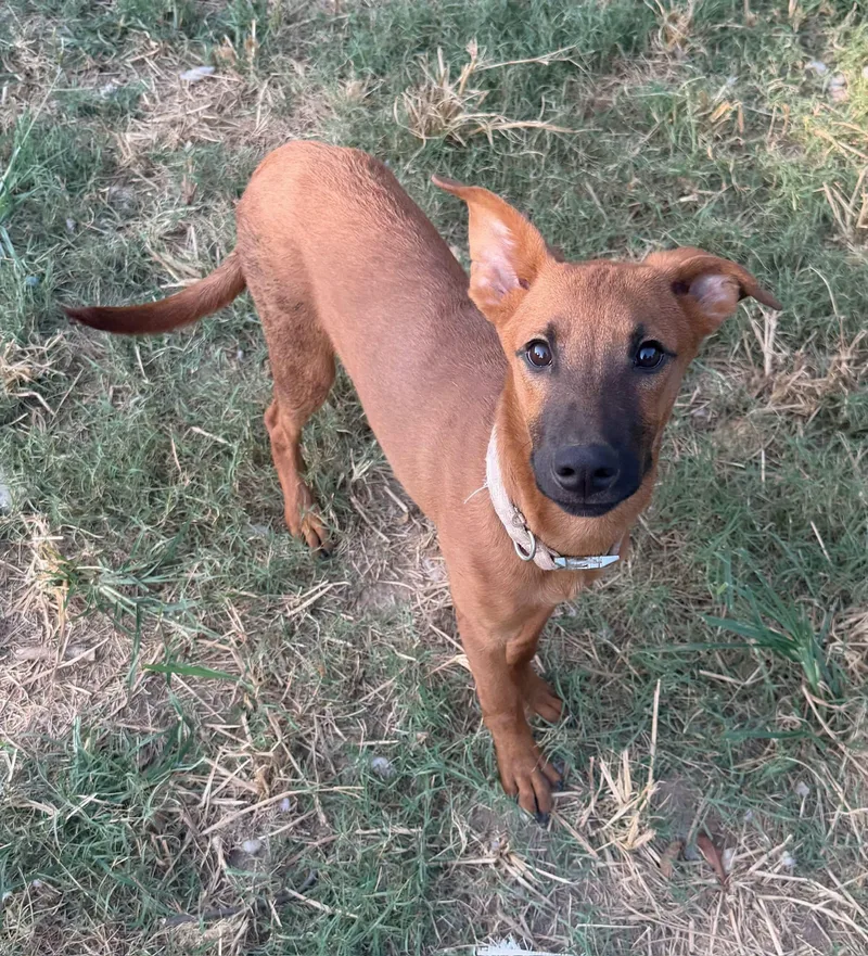 A baby medium-sized female Belgian Shepherd / Malinois dog named Amber for adoption in Calera, AL