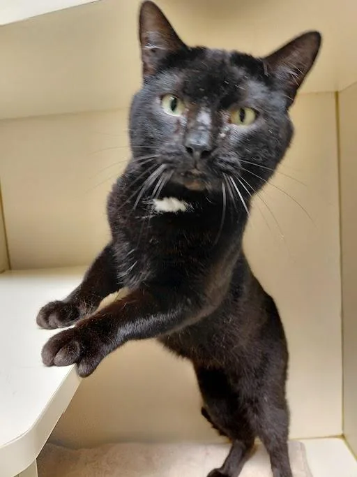 An adult large-sized male Black Domestic Short Hair cat named Cole for adoption in Germantown, TN