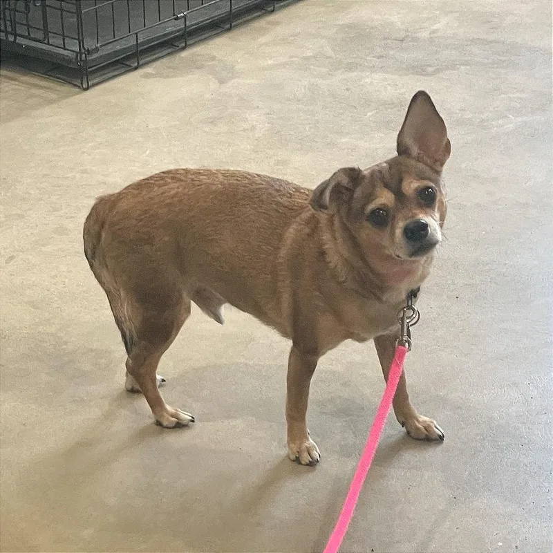 Tippy