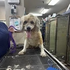 A senior medium-sized male Yellow / Tan / Blond / Fawn Terrier dog named Barth for adoption in Tulsa, OK
