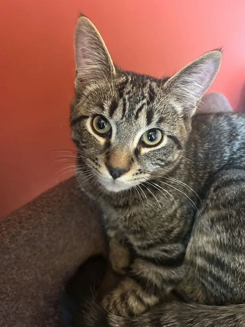 Furry Purry Perry thumbnail 2