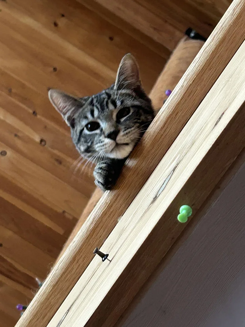 Furry Purry Perry thumbnail 3