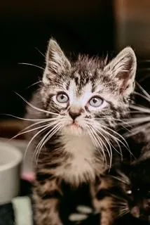 A baby small-sized female Domestic Medium Hair cat named Petunia for adoption in Dothan, AL