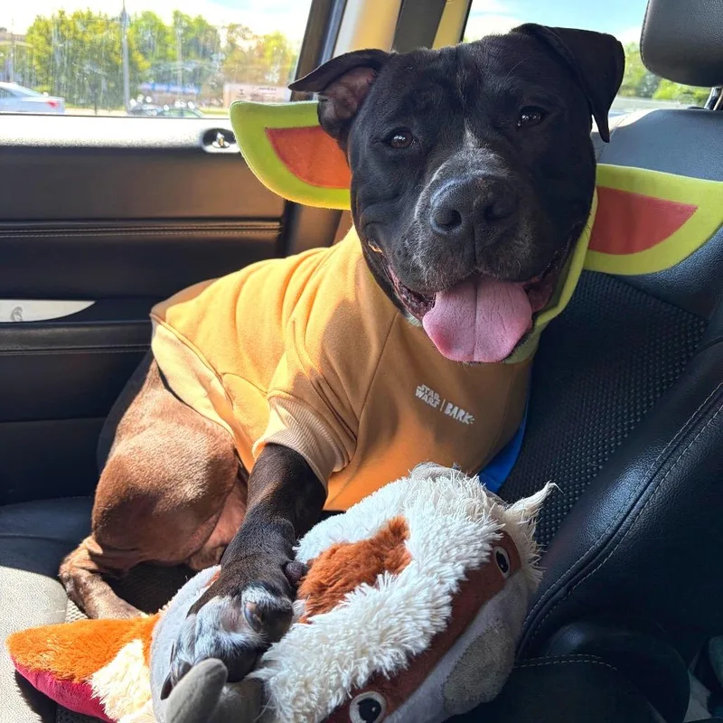 An adult medium-sized male Pit Bull Terrier dog named Bop It! for adoption in York, PA