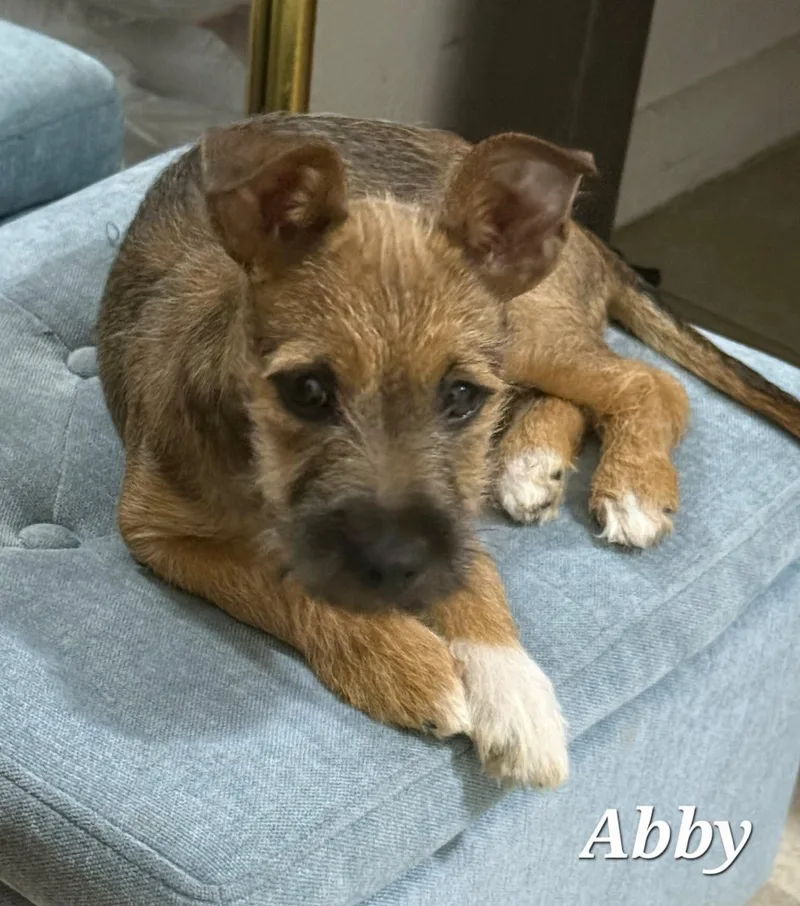 Abby thumbnail 3