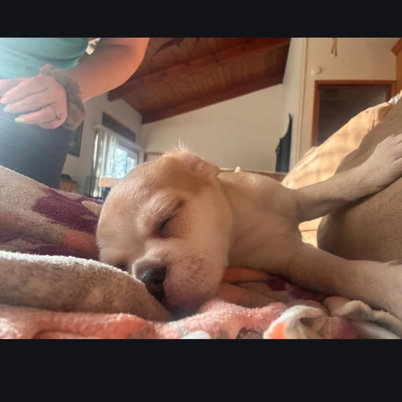 A baby small-sized female Apricot / Beige Spaniel dog named Ronda for adoption in Seal Beach, CA