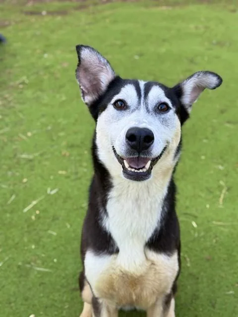 An adult large-sized female Siberian Husky dog named Hermosa for adoption in Sugar Land, TX