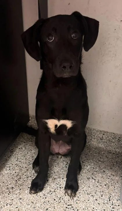 A baby medium-sized female Black Mixed Breed dog named Silhouette for adoption in Kansas City, MO