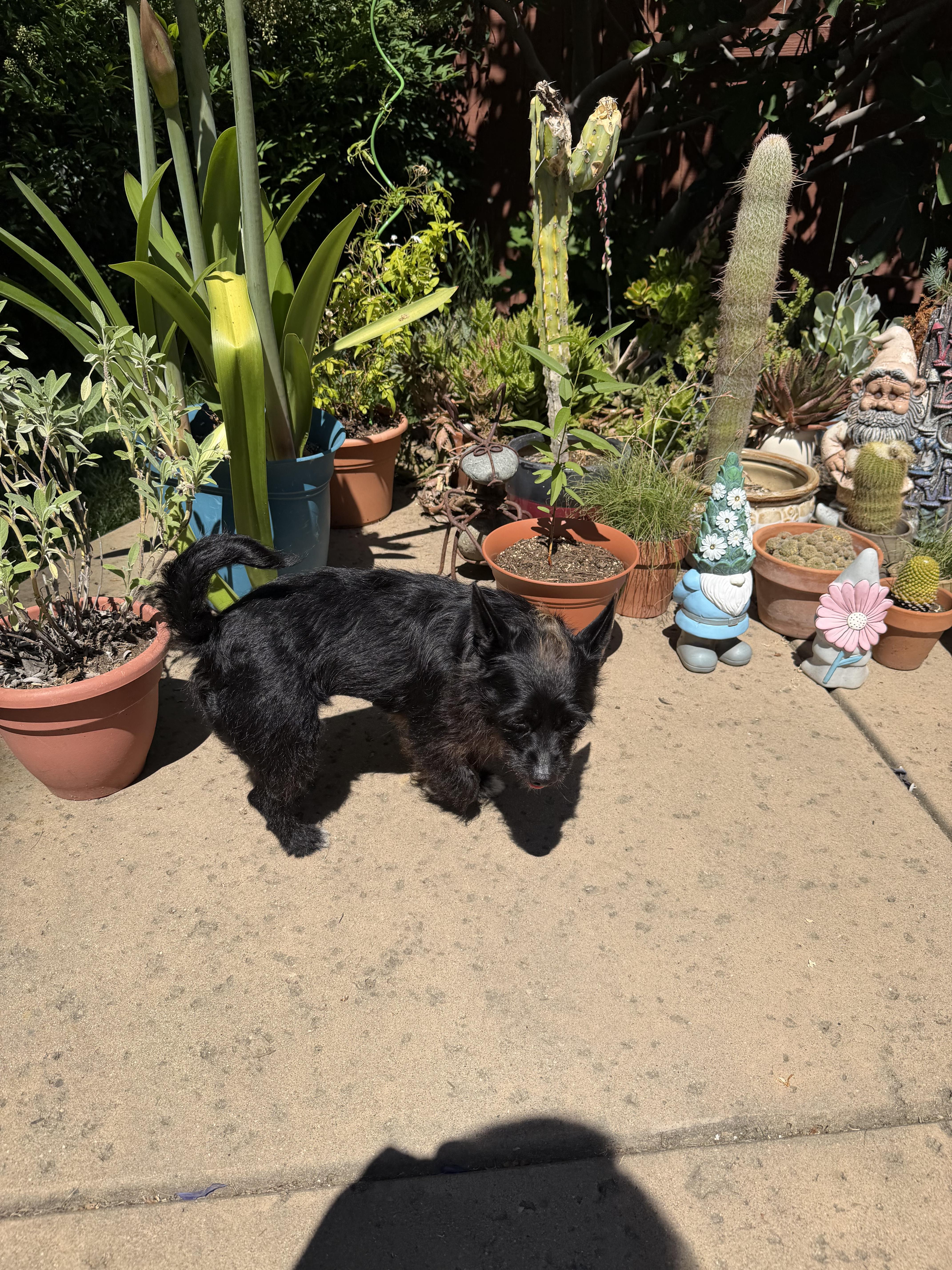 Cali