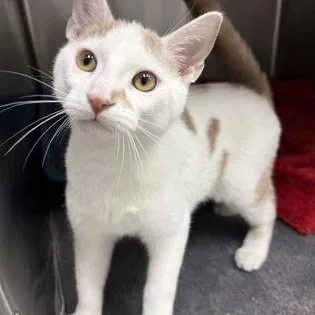 A baby medium-sized male White Domestic Short Hair cat named Fletch for adoption in Tinley Park, IL