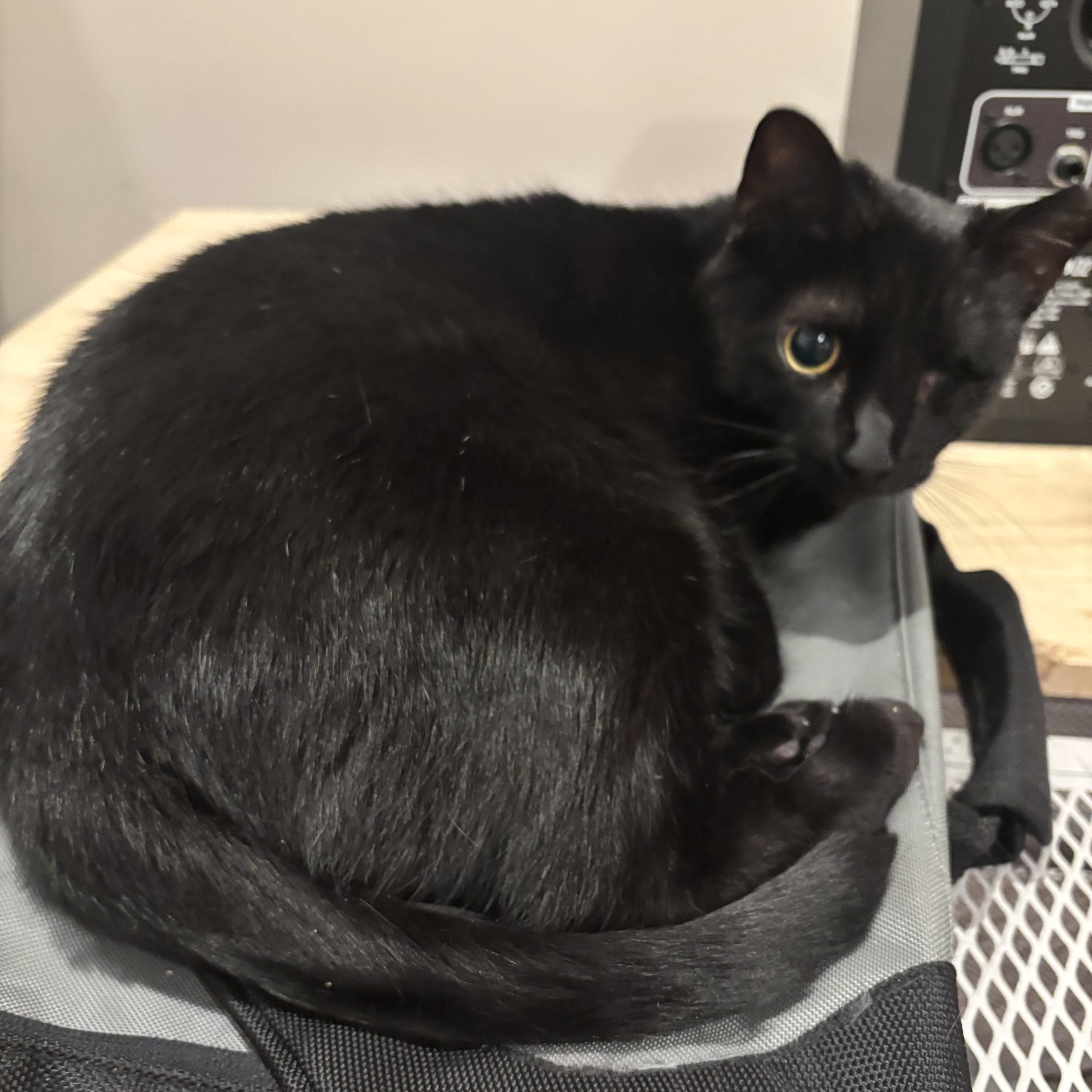 A senior medium-sized female Black Domestic Short Hair cat named Penumbra & Sombra for adoption in Lemoyne, PA