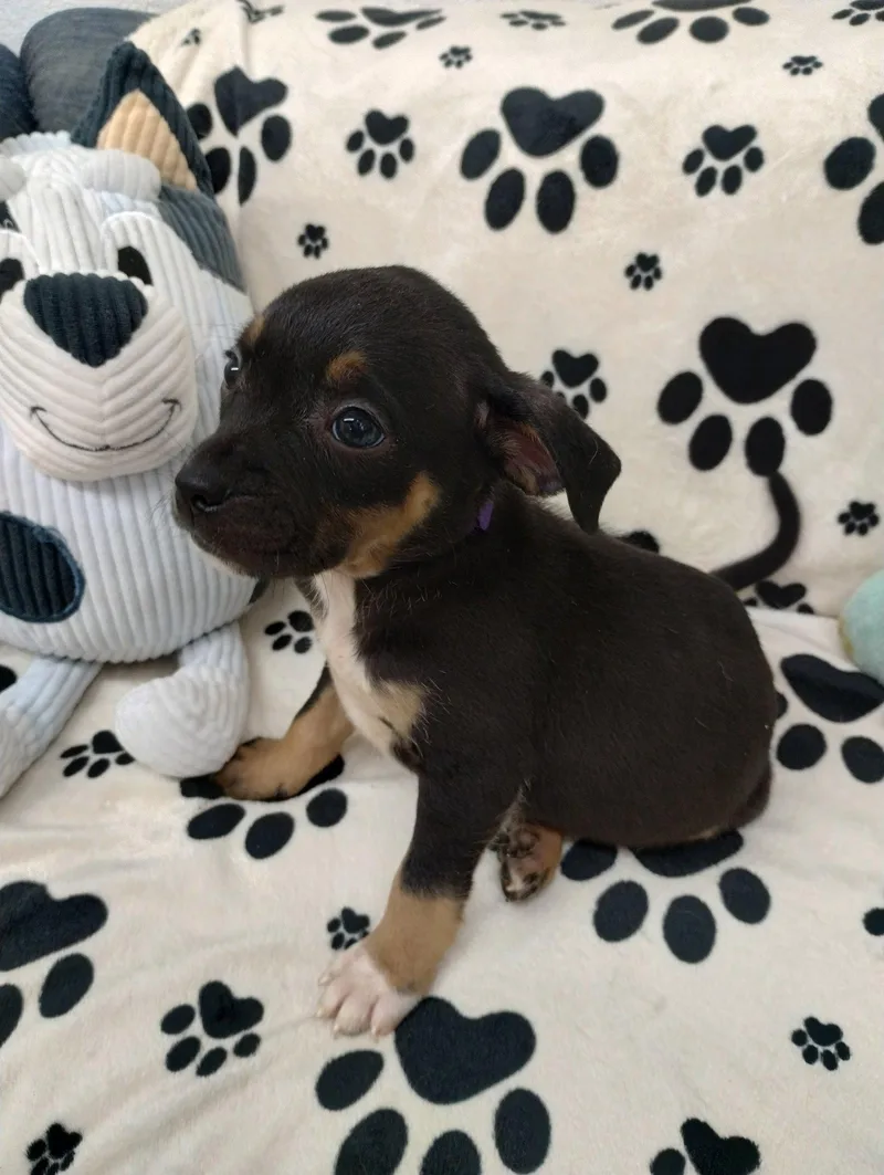 A baby medium-sized female Mixed Breed dog named Sugar for adoption in York, SC