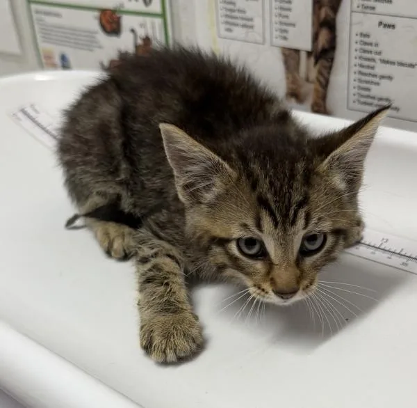A baby medium-sized male Domestic Short Hair cat named Moe for adoption in Escondido, CA