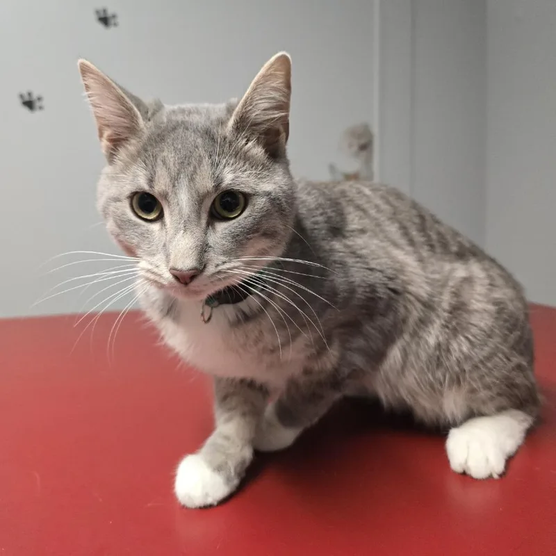 A young medium-sized male Tabby (Gray / Blue / Silver) Domestic Short Hair cat named Stewart for adoption in Circleville, OH