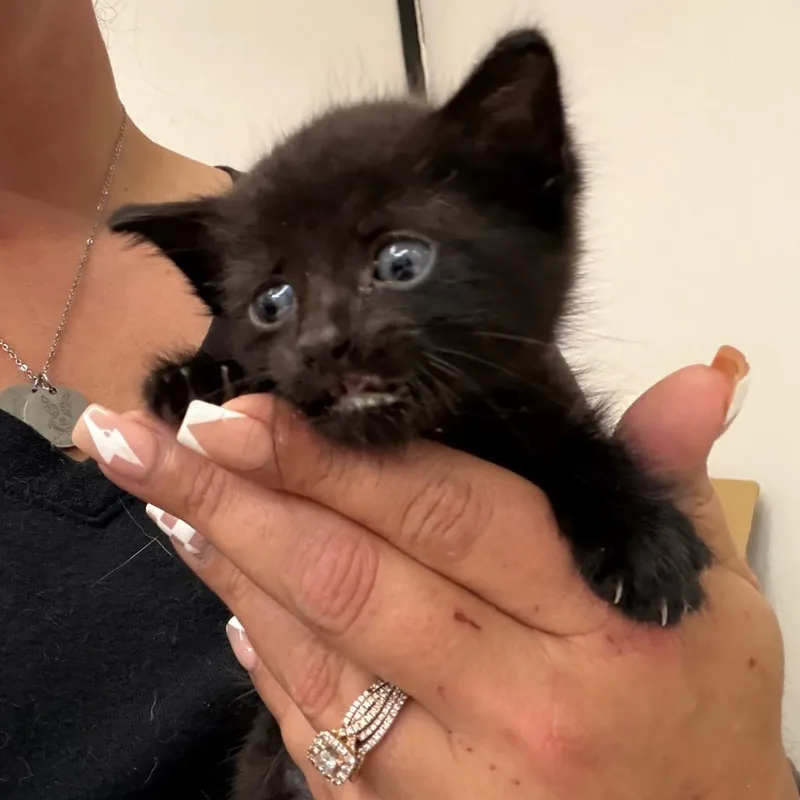 A baby small-sized female Black Domestic Short Hair cat named Pansy for adoption in Lake Jackson, TX