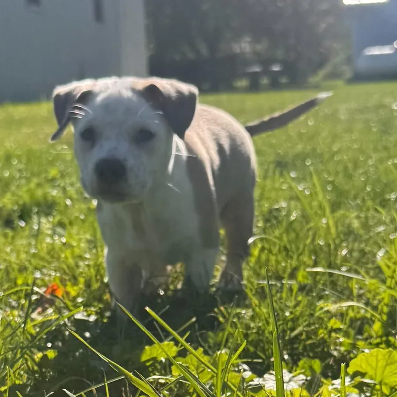 A baby small-sized male White / Cream Australian Shepherd dog named Mufasa for adoption in Dayton, OH