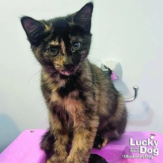 A baby medium-sized female Domestic Short Hair cat named Little Firefly for adoption in Washington, DC
