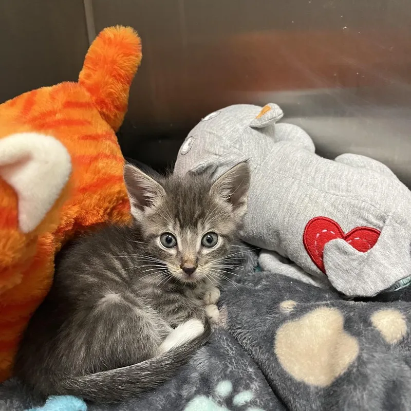 A baby small-sized male Domestic Short Hair cat named Hazelnut for adoption in Hawthorne, CA
