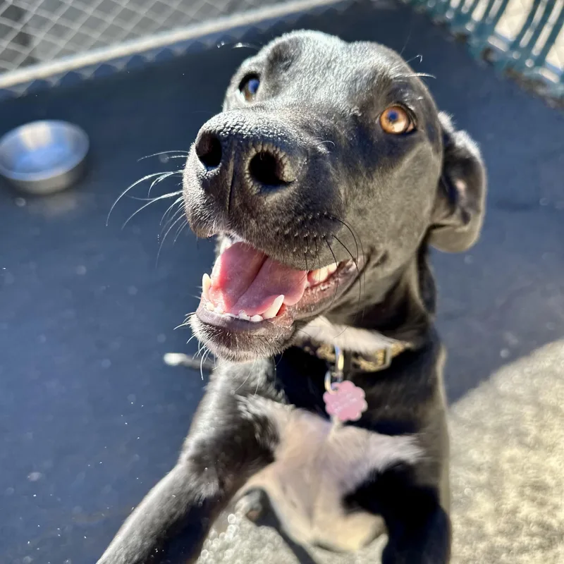 An adult medium-sized female Black Labrador Retriever dog named Fawn for adoption in Sonora, CA