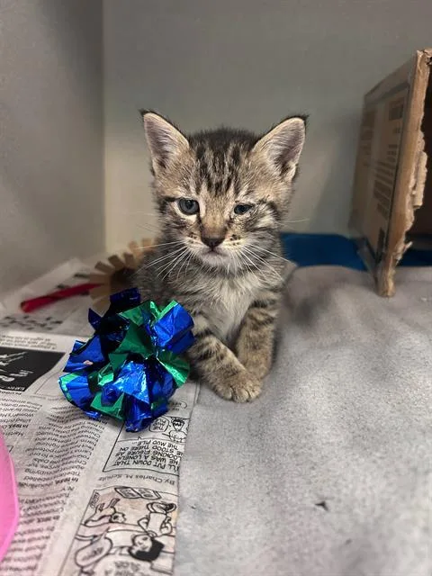 A baby medium-sized female Domestic Short Hair cat named Tara for adoption in Dallas, TX