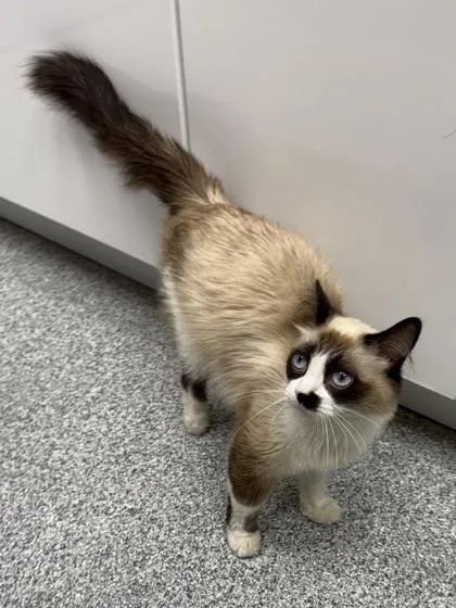 Sugar Boo
