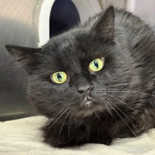 An adult medium-sized male Black Domestic Medium Hair cat named Jinxy for adoption in Groveland, MA
