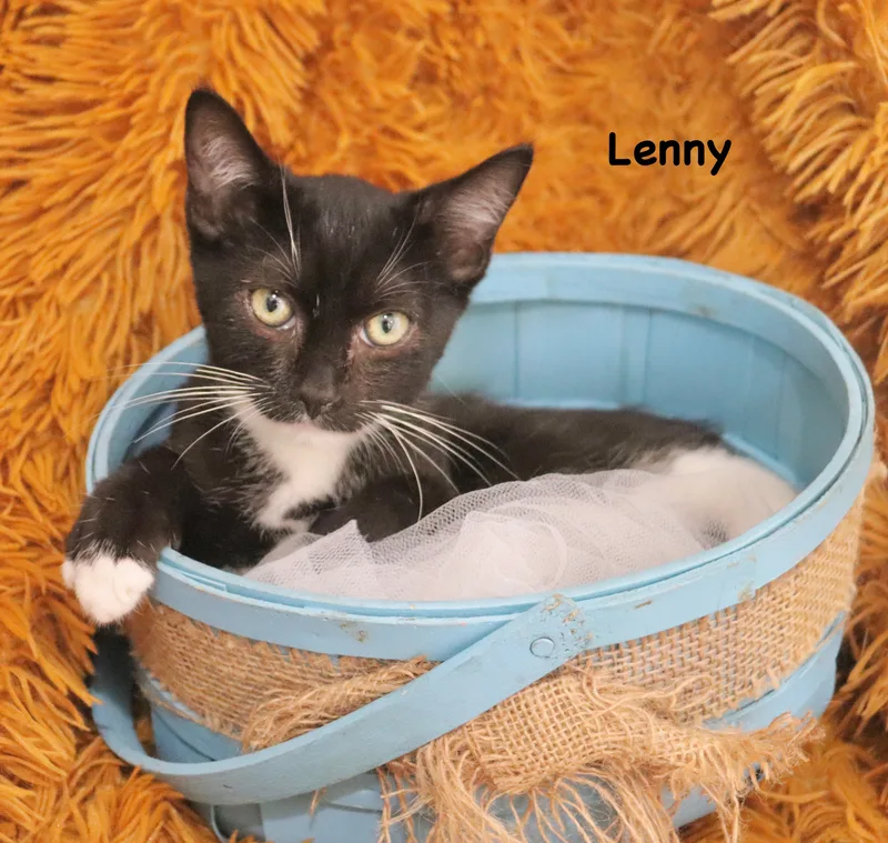 Lenny thumbnail 6