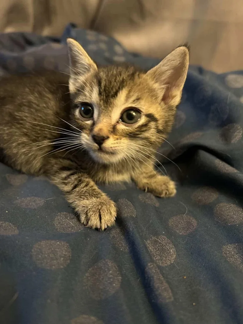 A baby small-sized male Domestic Short Hair cat named Spice for adoption in Parma, OH