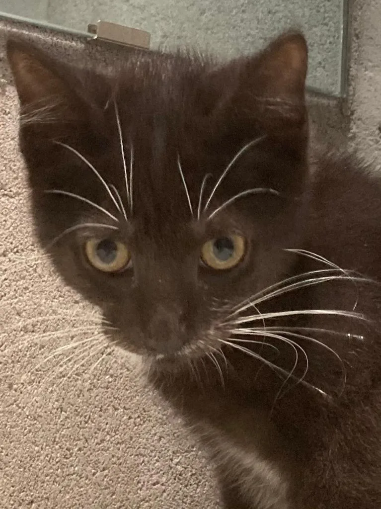 A baby medium-sized male Domestic Short Hair cat named Barbados for adoption in Youngsville, NC