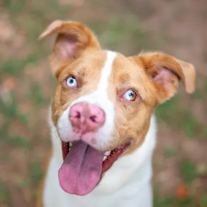 A young medium-sized male Mixed Breed dog named Caldor for adoption in Chamblee, GA
