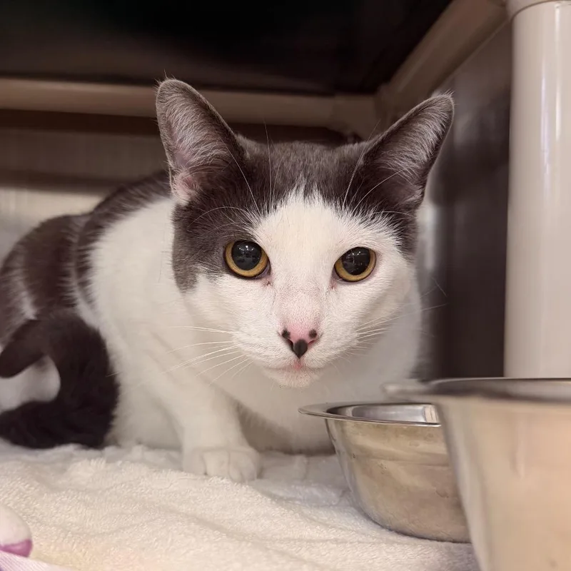 An adult large-sized male Domestic Short Hair cat named Kirby for adoption in Indianapolis, IN