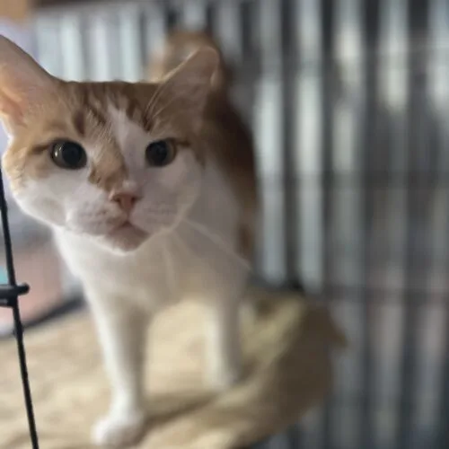 A senior medium-sized male Domestic Short Hair cat named Curtis for adoption in Tipp City, OH