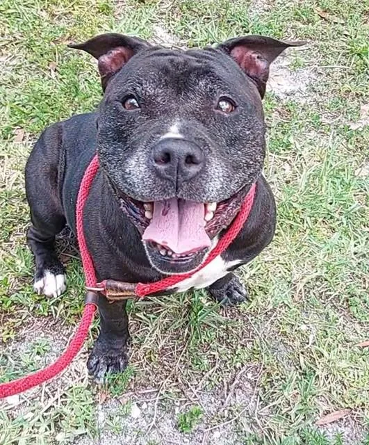 An adult medium-sized female American Staffordshire Terrier dog named Tatum for adoption in Fort Lauderdale, FL