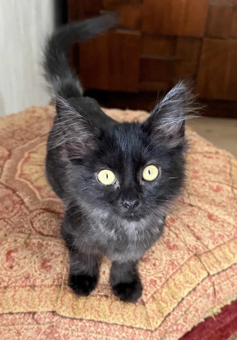 A baby medium-sized female Black Domestic Medium Hair cat named Faith for adoption in Minneapolis, MN