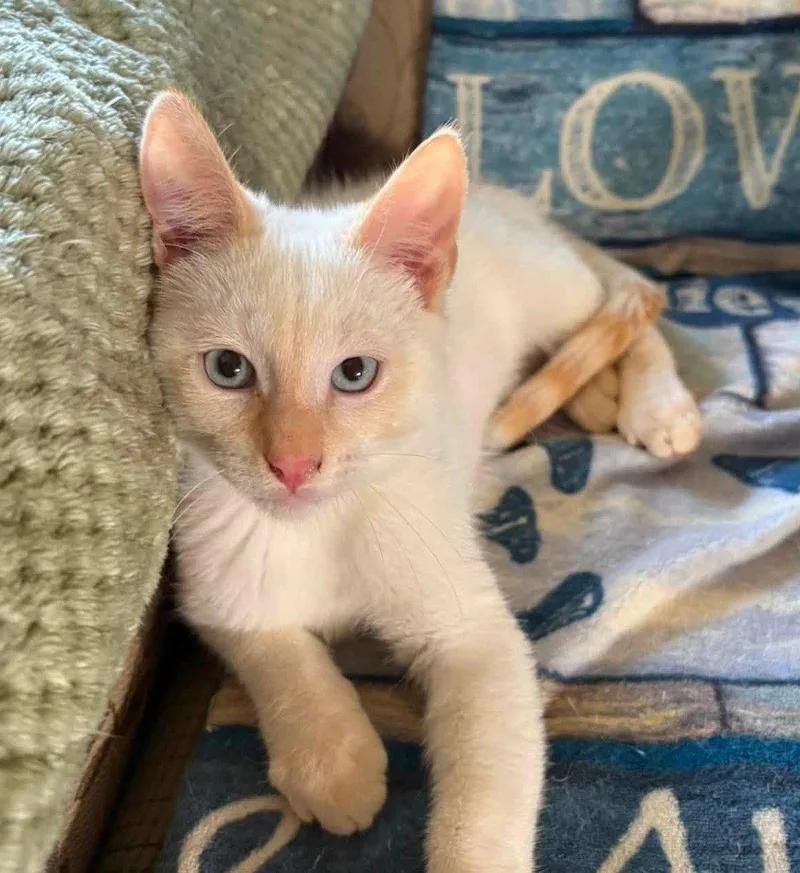 A baby large-sized male Siamese cat named Dorian for adoption in Greenville, IL