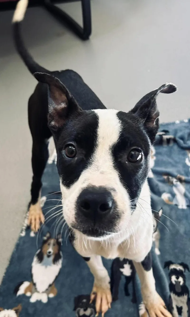 A young small-sized female Boston Terrier dog named Olive for adoption in Rockwall, TX
