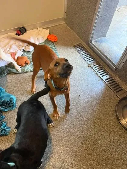 A young medium-sized female Red / Chestnut / Orange Mixed Breed dog named Rue for adoption in Hamilton, MT