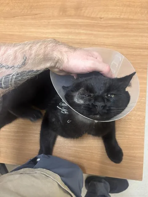 An adult medium-sized male Domestic Short Hair cat named Skippy for adoption in Denver, CO