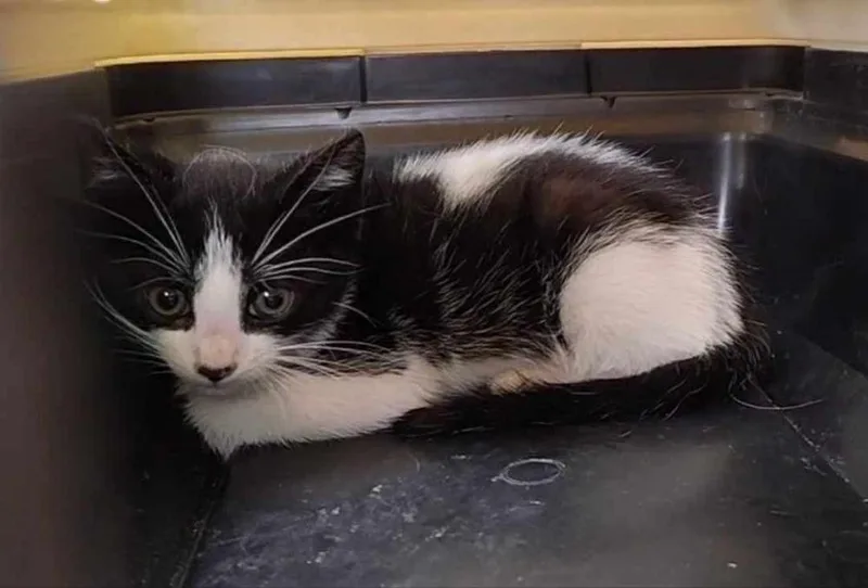 Leonardo Da Vinci thumbnail 2