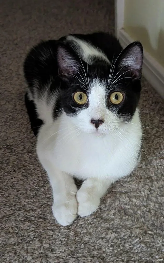 Leonardo Da Vinci thumbnail 3