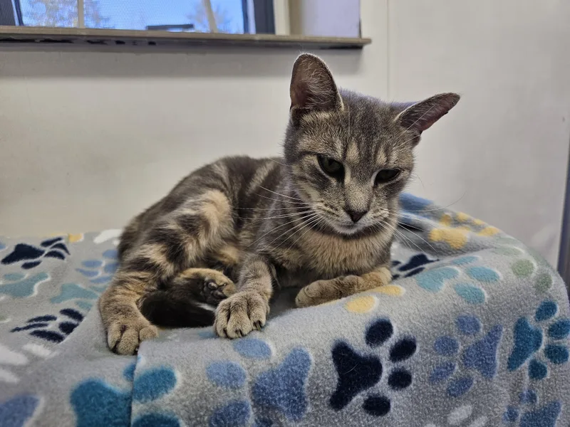 A young medium-sized female Tabby (Gray / Blue / Silver) Domestic Short Hair cat named Nina for adoption in Dunkirk, NY